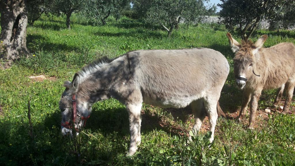 Agriturismo Specchiarussa Morciano di Leuca Luaran gambar