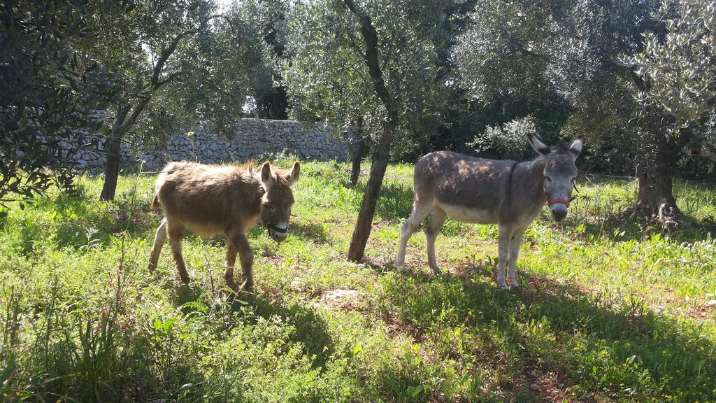 Agriturismo Specchiarussa Morciano di Leuca Luaran gambar
